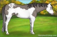 Horse Color:Grullo Splash Frame Appaloosa