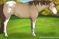 Horse Color:Classic Champagne Sabino Appaloosa 
