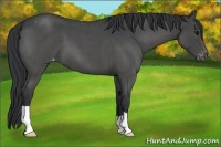 Horse Color:Blue Roan Appaloosa 