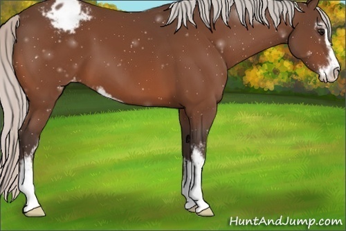 Horse Color:Silver Brown Sabino Appaloosa 