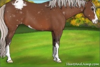 Horse Color:Silver Brown Sabino Appaloosa