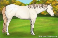 Horse Color:Classic Cream Champagne Pearl Appaloosa 
