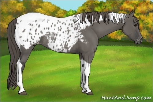 Horse Color:Grullo Tobiano Appaloosa Rabicano 