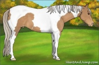 Horse Color:Palomino Tobiano Varnish