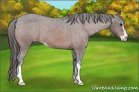 Horse Color:Brown Roan Sabino Varnish 