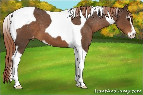 Horse Color:Liver Chestnut Sabino Tobiano Varnish