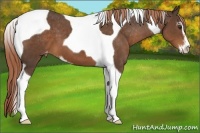 Horse Color:Liver Chestnut Sabino Tobiano Appaloosa
