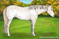 Horse Color:Perlino Roan Frame Appaloosa