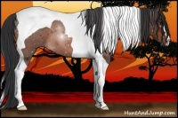 Horse Color:Bay Tobiano 