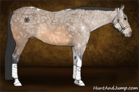 Horse Color:Buckskin Ice Tobiano 