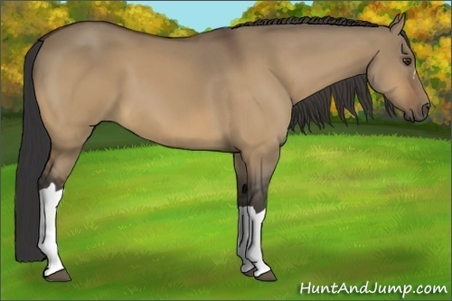 Horse Color:Buckskin Dun
