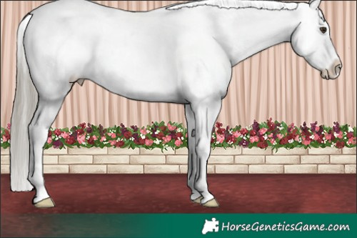 Horse Color:Liver Chestnut Mushroom Varnish 