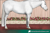 Horse Color:Liver Chestnut Mushroom Appaloosa