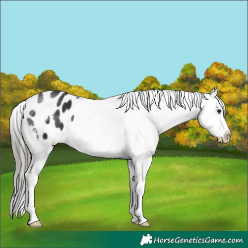 Horse Color:Liver Chestnut Mushroom Snowflake Varnish