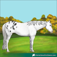 Horse Color:Liver Chestnut Mushroom Appaloosa 