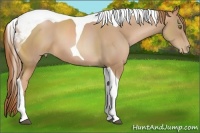 Horse Color:Chestnut Pearl Sabino Tobiano 