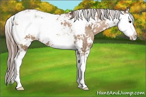 Horse Color:Black Pearl Sabino