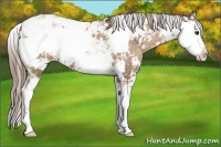 Horse Color:Black Pearl Sabino