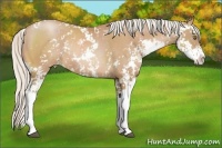 Horse Color:Silver Bay Pearl Sabino Rabicano