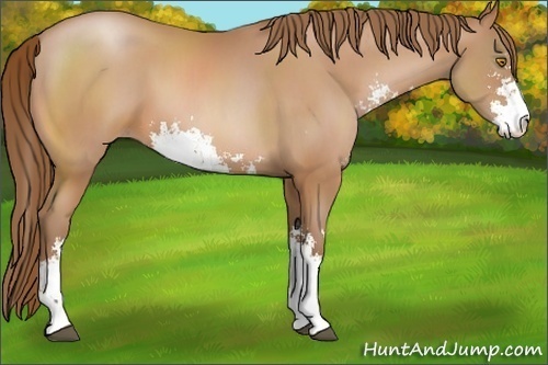 Horse Color:Bay Pearl Sabino 