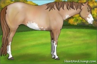 Horse Color:Bay Pearl Sabino 