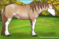 Horse Color:Bay Pearl Sabino 