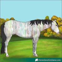 Horse Color:Brown Ice Dun Rabicano 