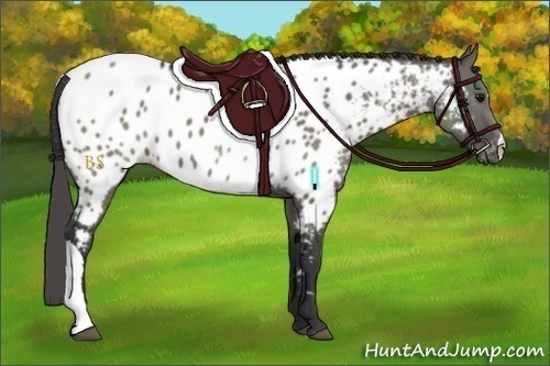 Horse Color:Grullo Appaloosa 