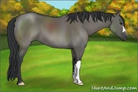 Horse Color:Grullo