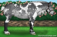 Horse Color:White Spotted Silver Blue Chinchilla Roan