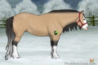 Horse Color:Buckskin Roan Splash 