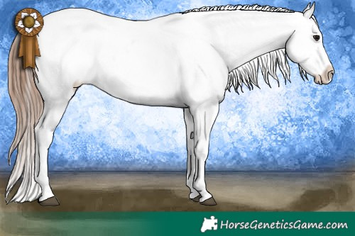 Horse Color:White Spotted Bay Appaloosa 
