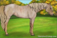 Horse Color:Red Roan Rabicano 