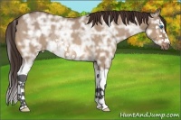 Horse Color:Bay Ice Roan Dun Splash Frame Appaloosa Rabicano 