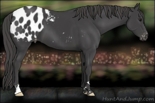Horse Color:Smoky Black Appaloosa 