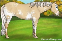 Horse Color:White Spotted Silver Classic Champagne Dun Splash 
