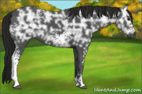 Horse Color:Gray White Spotted Black Ice 