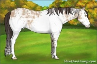Horse Color:White Spotted Amber Champagne Ice