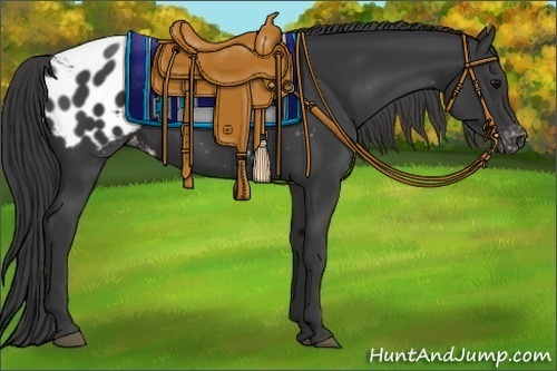 Horse Color:Black Appaloosa 