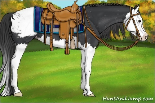 Horse Color:Black Splash Appaloosa 