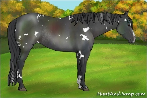 Horse Color:White Spotted Black Sabino Rabicano