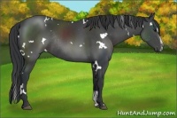 Horse Color:White Spotted Black Sabino Rabicano