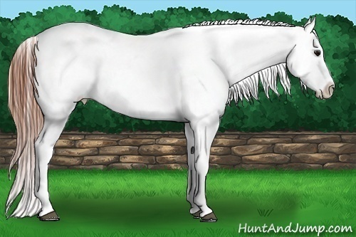 Horse Color:Bay Roan Splash Varnish Rabicano