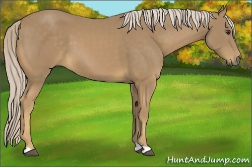 Horse Color:Palomino 