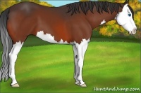 Horse Color:Bay Splash