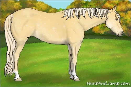 Horse Color:Palomino 