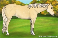 Horse Color:Palomino 