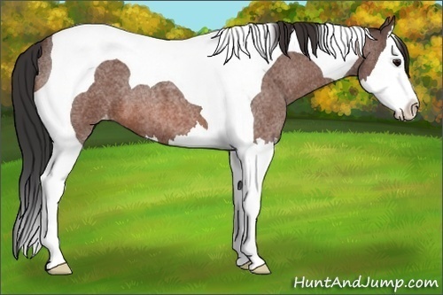 Horse Color:Bay Roan Splash Tobiano Varnish