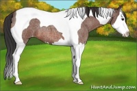 Horse Color:Bay Roan Splash Tobiano Varnish