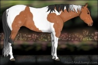 Horse Color:Bay Tobiano 